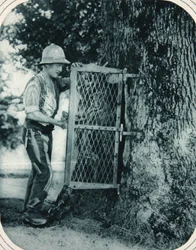 The ingenuity of Tommy: a hollow tree as a meat safe